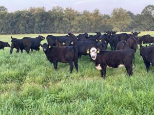 View Calves for sale