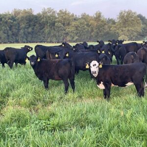 View Calves for sale