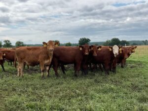 Views Red/White face