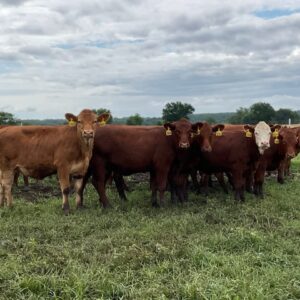 Views Red/White face