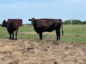 20 head of Brangus heifers 2yrs old