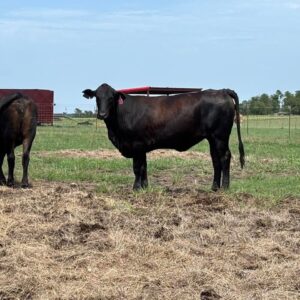 20 head of Brangus heifers 2yrs old
