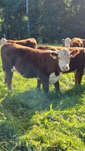 15 heads of 2024 open heifers,