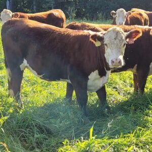15 heads of 2024 open heifers,