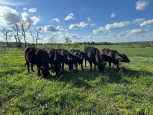 9 head of Fancy Black bread cows Great Starter Herd!