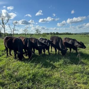 9 head of Fancy Black bread cows Great Starter Herd!
