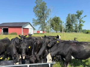 23Fancy Young 3-5 yr