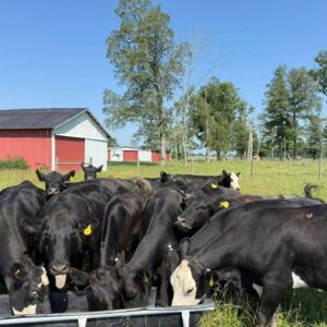 23Fancy Young 3-5 yr