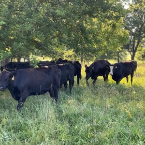 34 Head of Black/BWF Bred cows,