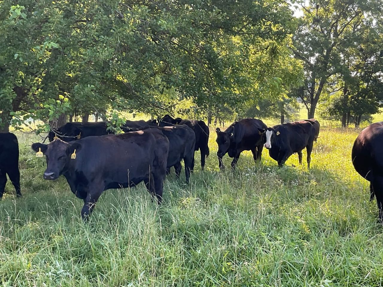 34 Head of Black/BWF Bred cows,