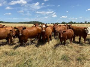 40 3-5Yr Old Red/Red White Faced