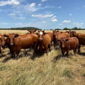 40 3-5Yr Old Red/Red White Faced