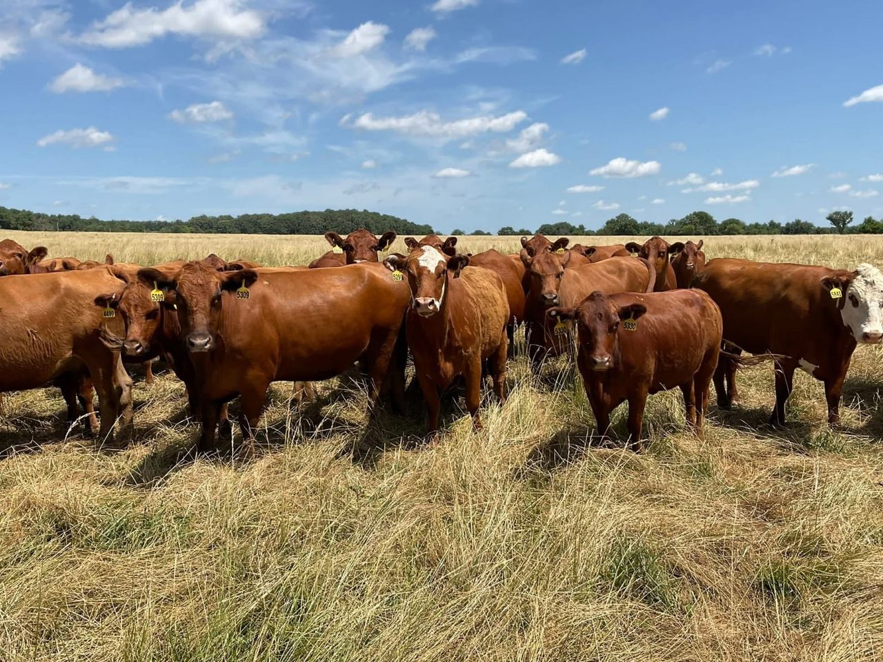 40 3-5Yr Old Red/Red White Faced