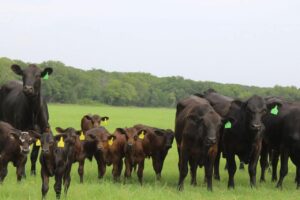 10 Brangus 1st calf heifers