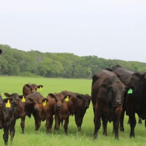10 Brangus 1st calf heifers
