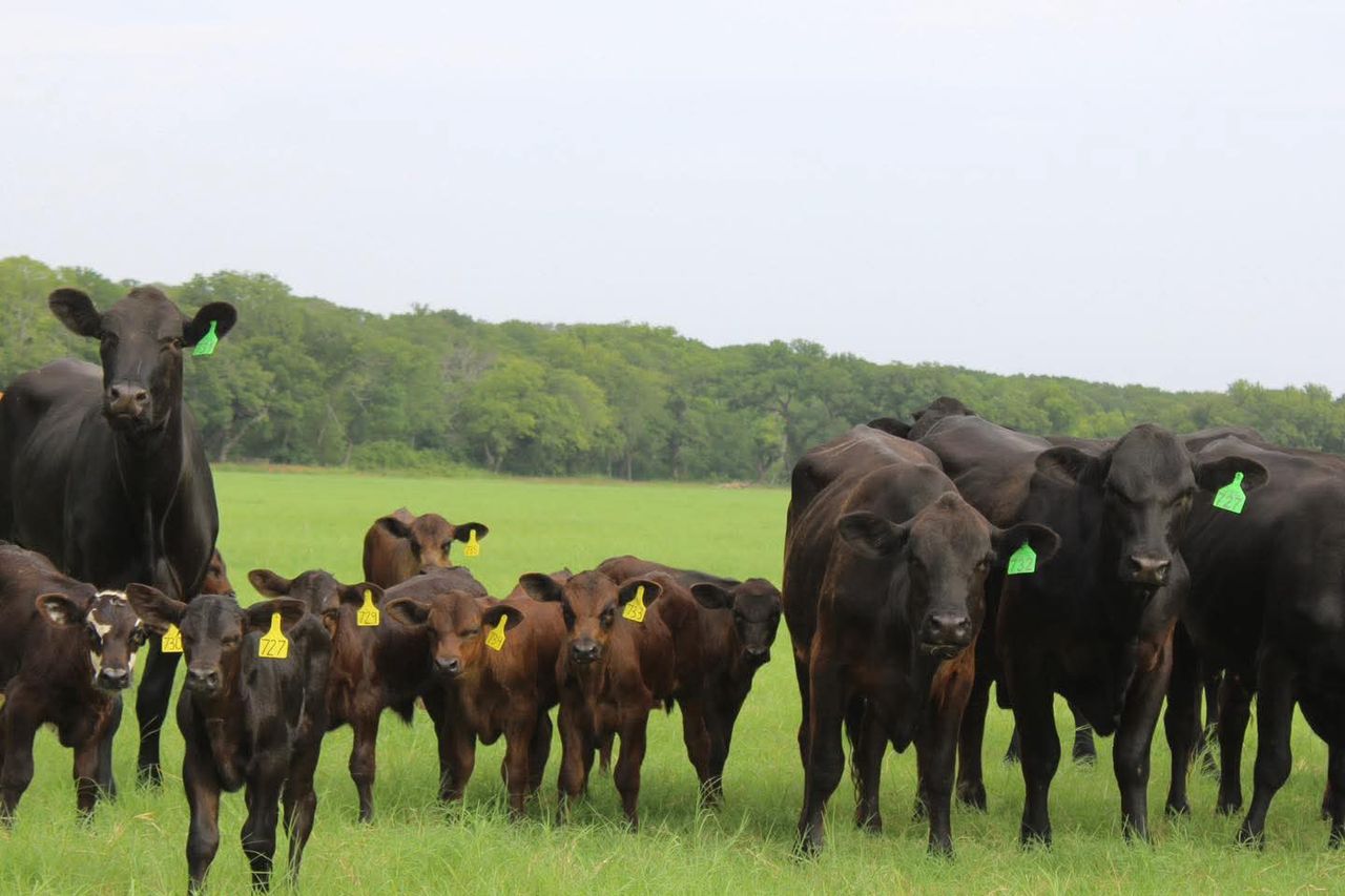 10 Brangus 1st calf heifers
