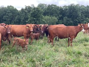 30 Head of  Red/RWF/Hereford pairs, 3-7 years