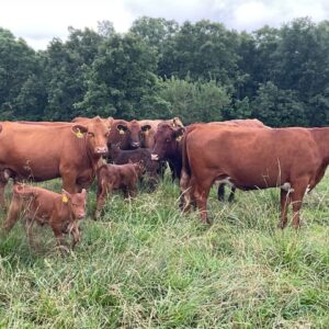 30 Head of  Red/RWF/Hereford pairs, 3-7 years