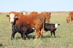 20 Hereford Cow calf pairs