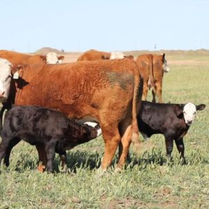 20 Hereford Cow calf pairs