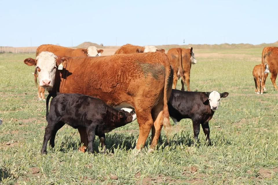 20 Hereford Cow calf pairs