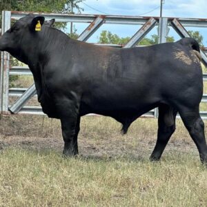 22 month old commercial Brangus bull
