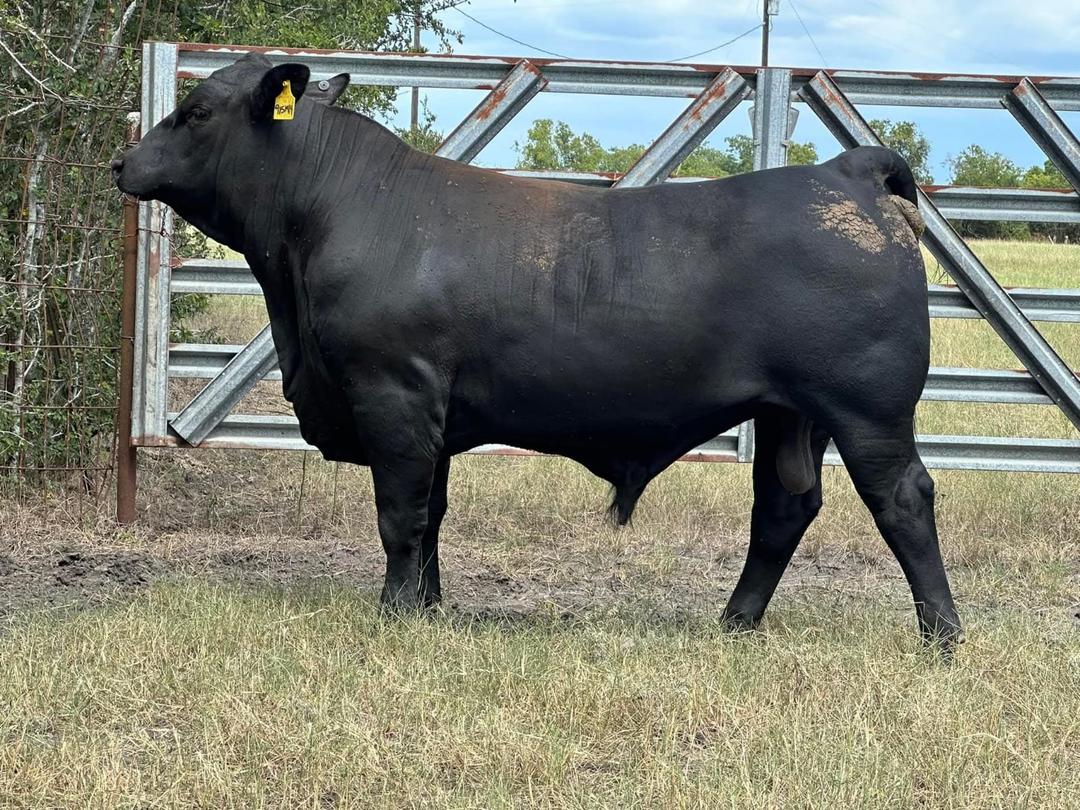 22 month old commercial Brangus bull
