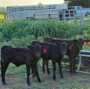 5 weaned black angus calves for sale.