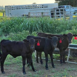 5 weaned black angus calves for sale.