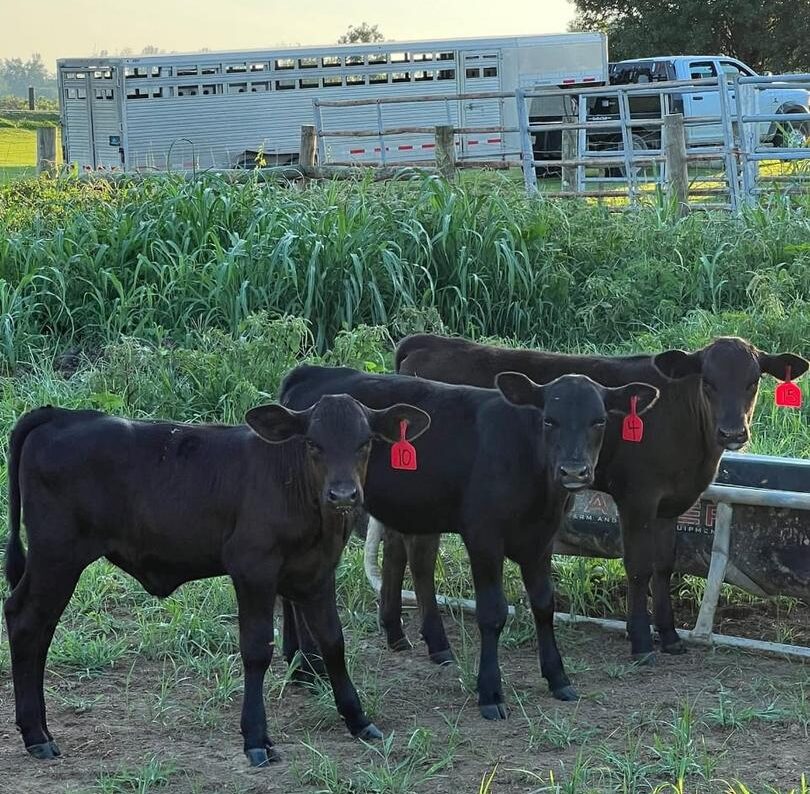 5 weaned black angus calves for sale.