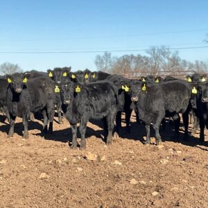 Open Heifers (Black/White)