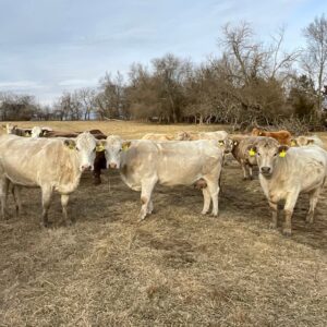 Charolais Bred Cross Heifers