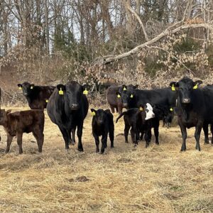 Black Angus Pairs