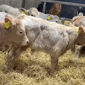 Charolais Bottle Calves