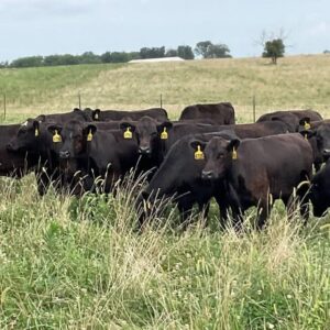 Black Angus Open heifers