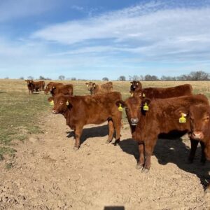 Red/RWF Open Heifers