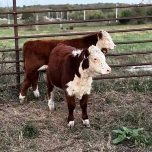 Young Hereford Bulls