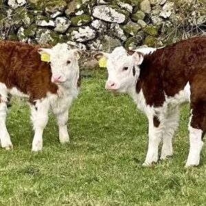 Young Hereford Bottle Calves
