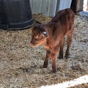 Red Angus Bottle Calves