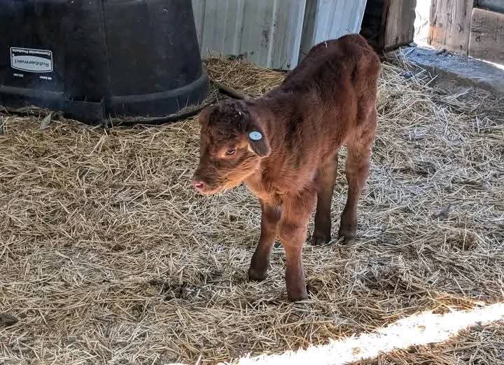Red Angus Bottle Calves