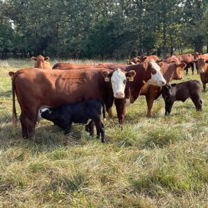 Red Red/White Face Angus Hiefers