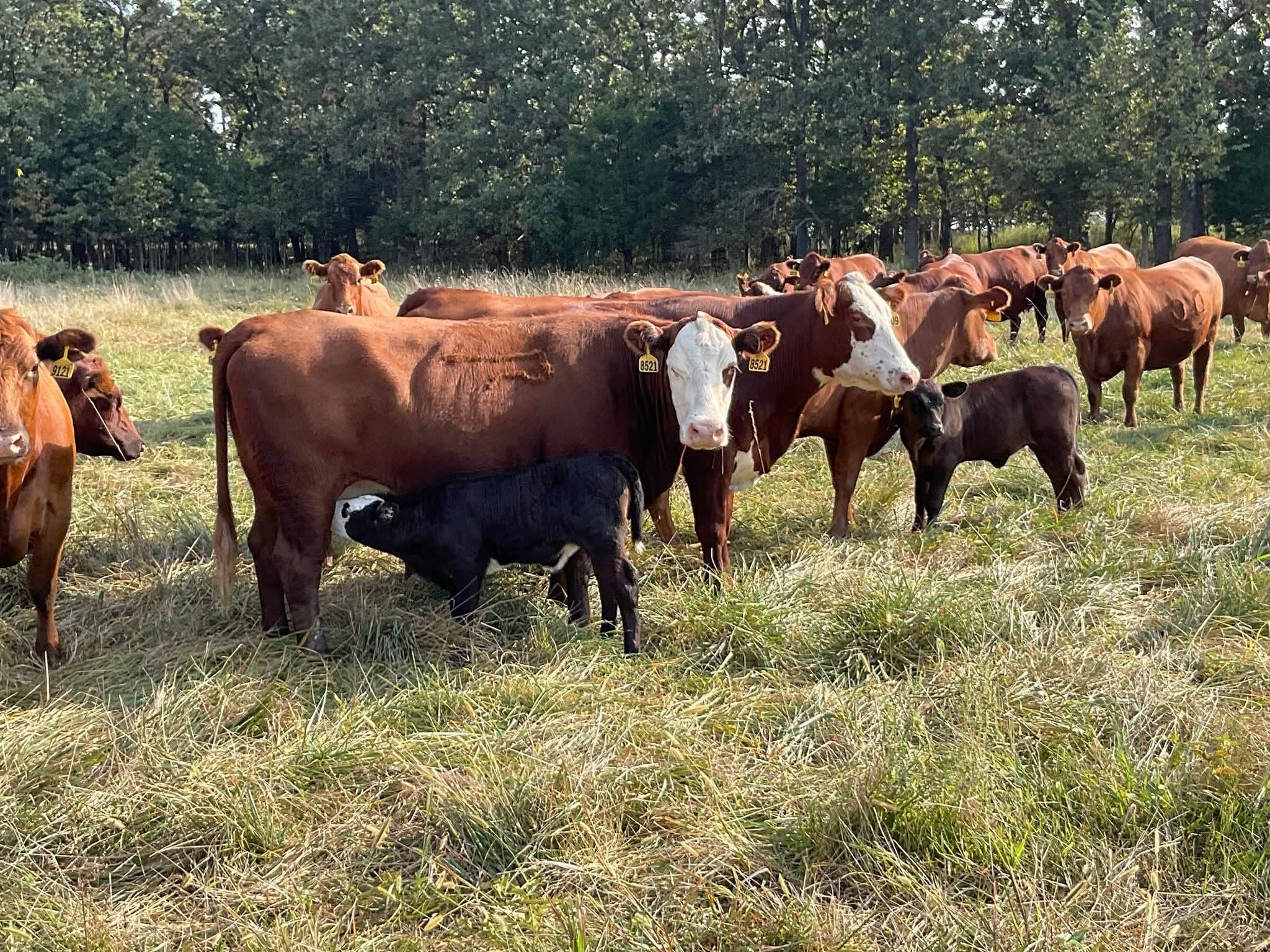 Red Red/White Face Angus Hiefers