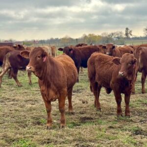 Fancy Beefmaster Heifers