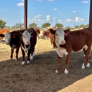 Hereford Heifers
