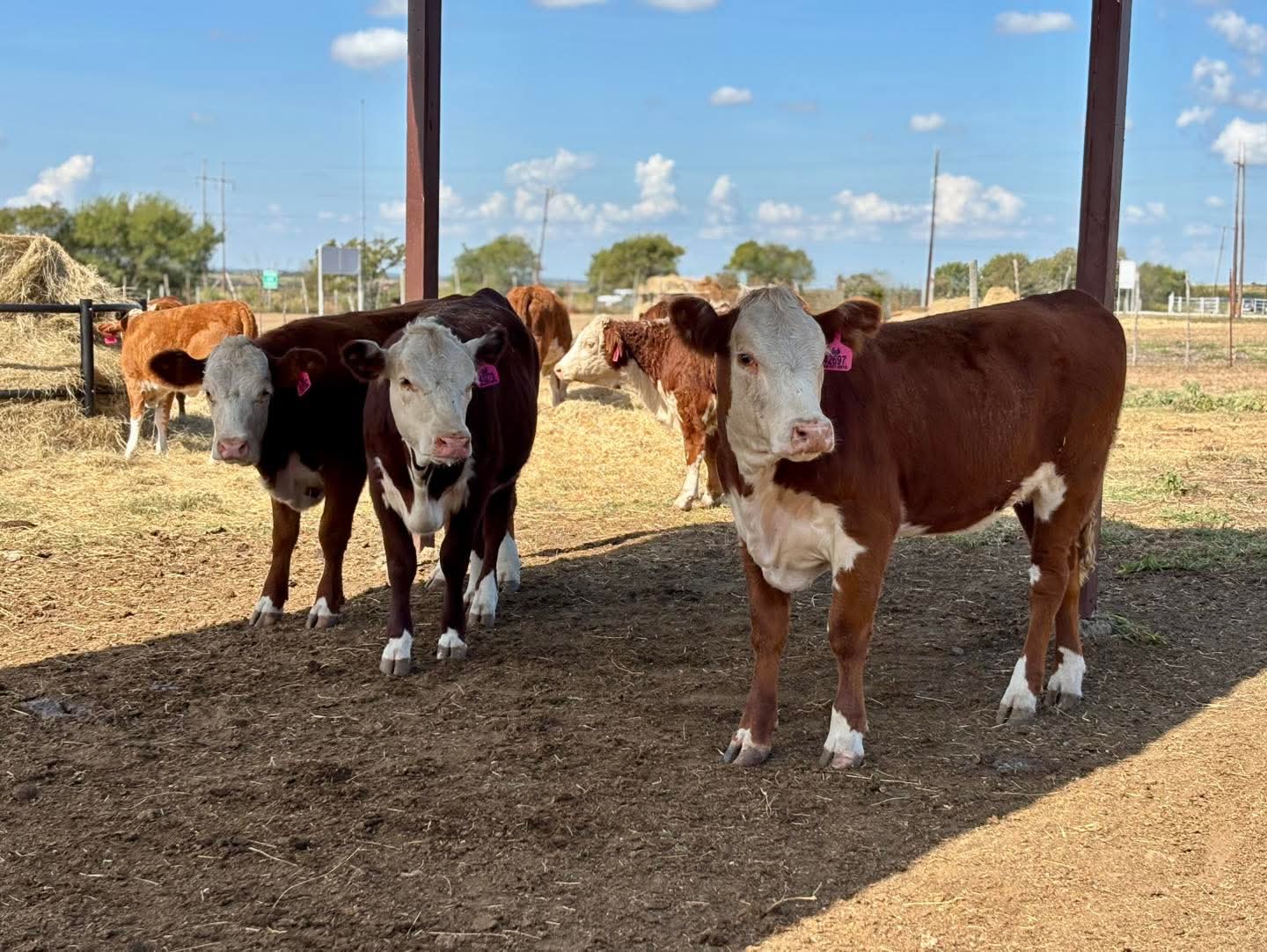 Hereford Heifers