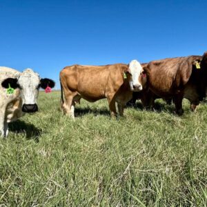 Beefmaster Crossed Heifers