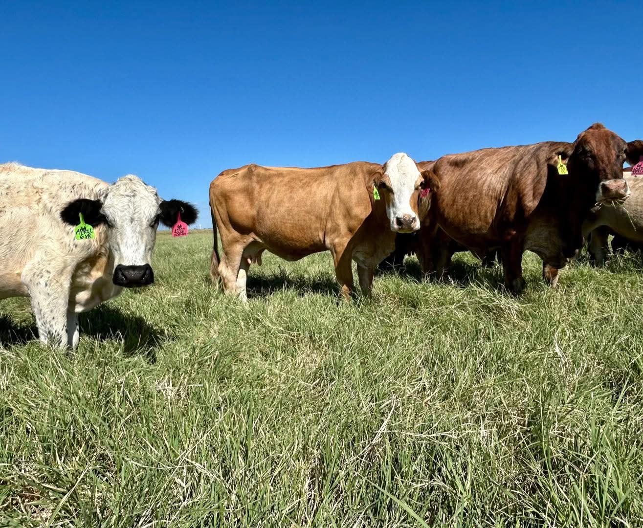 Beefmaster Crossed Heifers