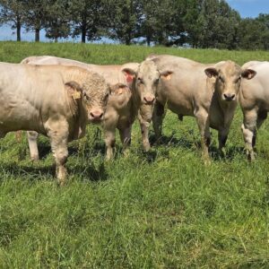 Charolais Bulls