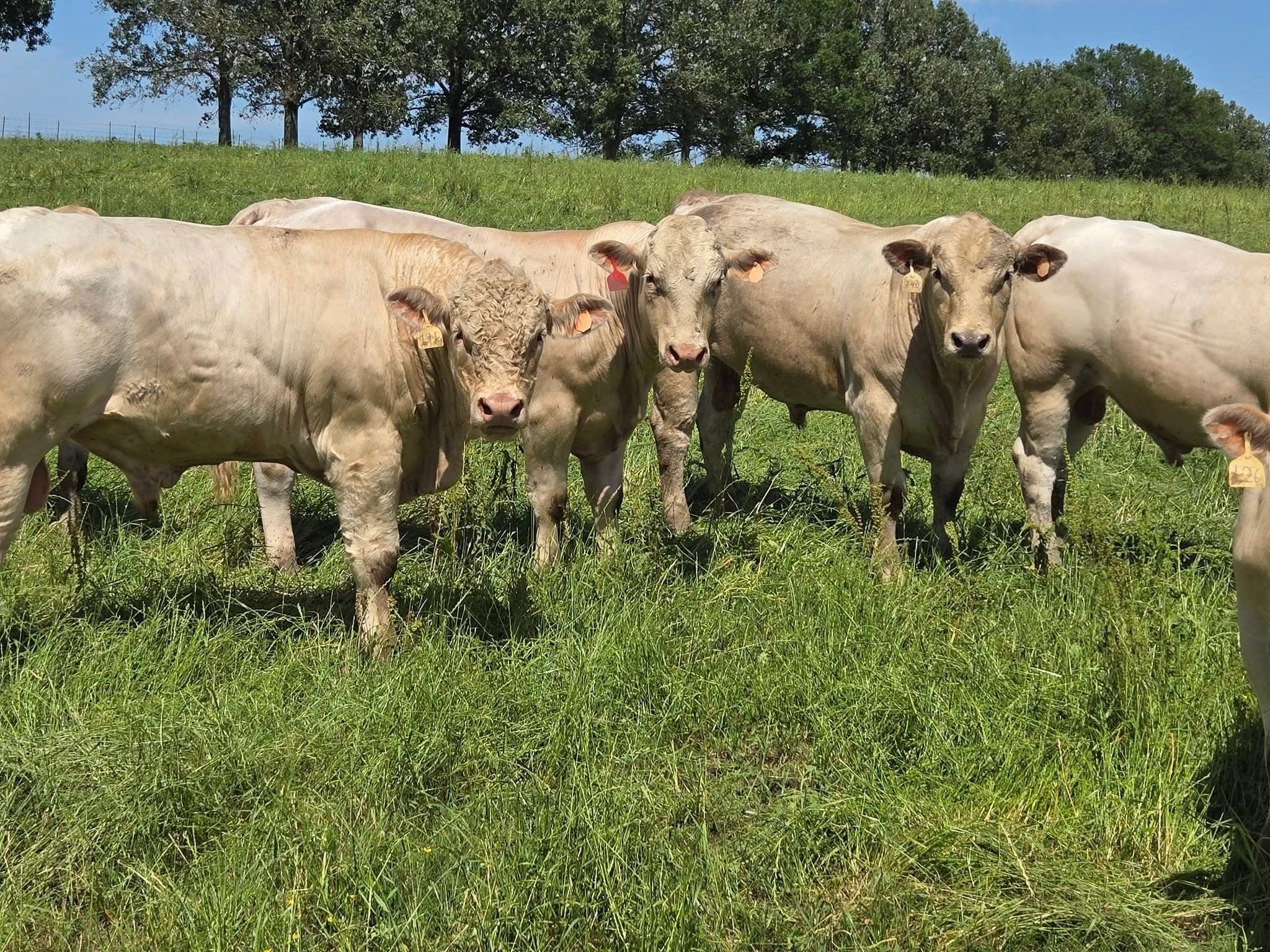 Charolais Bulls