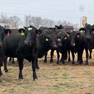 Brangus Crossed Angus